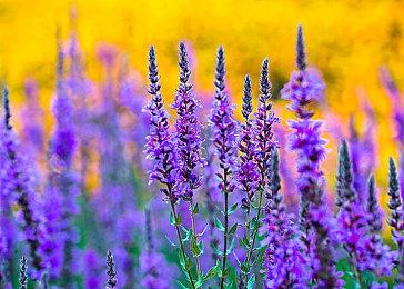 《真·女神转生Ⅴ Vengeance》宣布2024年6月21日发售！